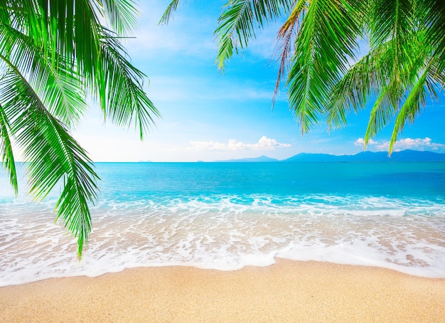 Photo tropical beach with coconut palm