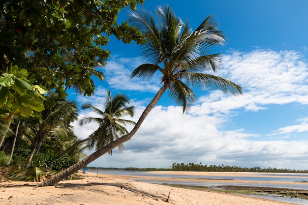 Tropical beach with coconut trees on the island of boipeba in bahia brazil.