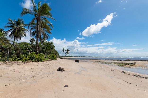 Tropical beach with coconut trees on the island of Boipeba in Bahia Brazil.