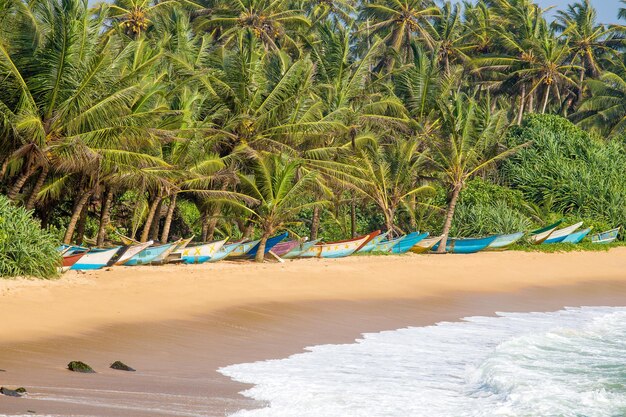 Tropical beach with exotic palm trees and wooden boats on the sand in mirissa sri lanka