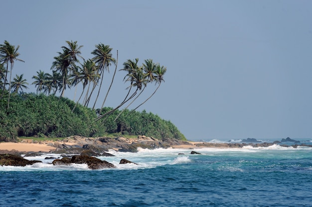 Foto spiaggia tropicale con palme su un'isola esotica