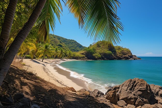 Tropical Beach with Palm Shade