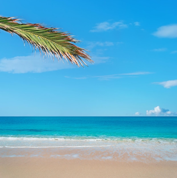 Тропический пляж с пальмой и золотым песком