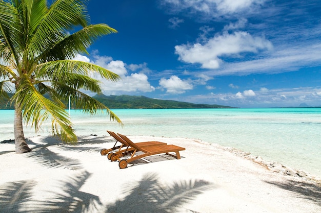 Foto spiaggia tropicale con palme e lettini