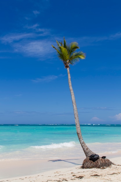 Tropical beach with palm tree