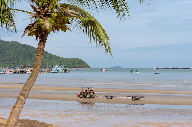 Tropical beach with palm tree