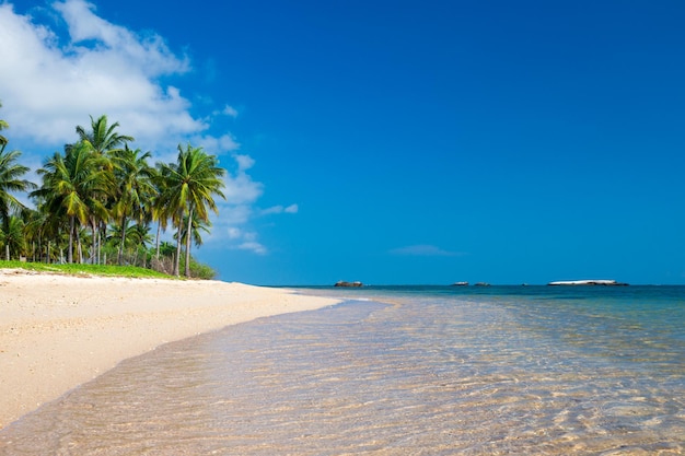 Tropical beach with palm trees and blue lagoon