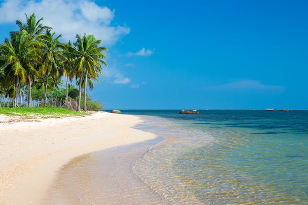 Tropical beach with palm trees and blue lagoon