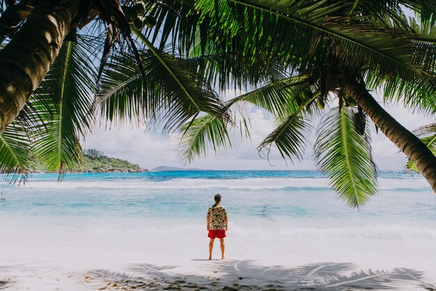 Tropical beach with palm trees, crystal water and white sand