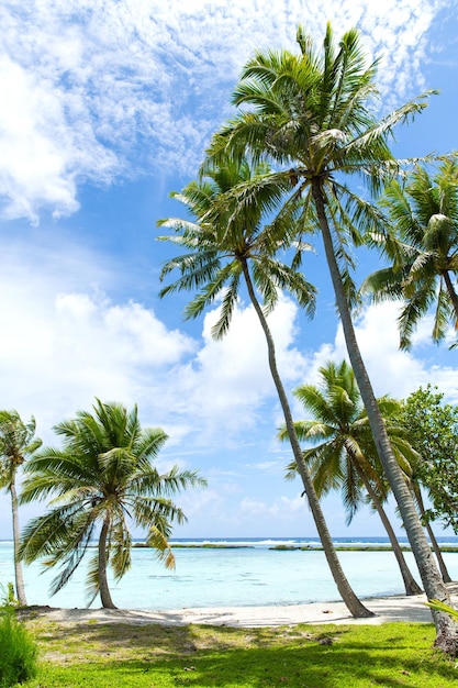 tropical beach with palm trees in french polynesia