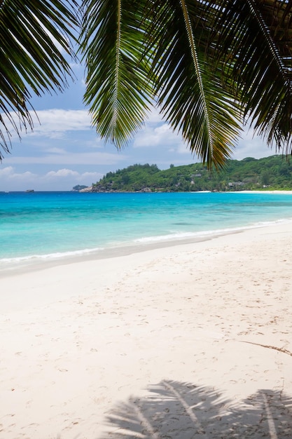 Tropical beach with palm trees