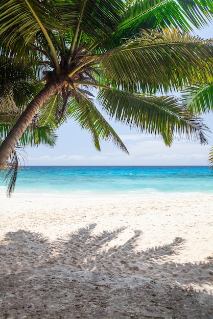 Tropical beach with palm trees