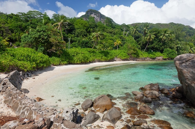 Tropical beach with palm trees