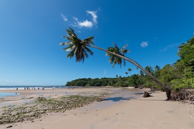 Tropical beach with sloping coconut palms on Boipeba Island Bahia Brazil.