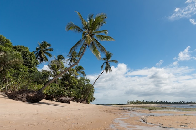 Tropical beach with sloping coconut palms on Boipeba Island Bahia Brazil.