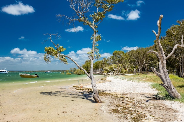 Tropical beach with trees on the east side of bribie island queensland australia