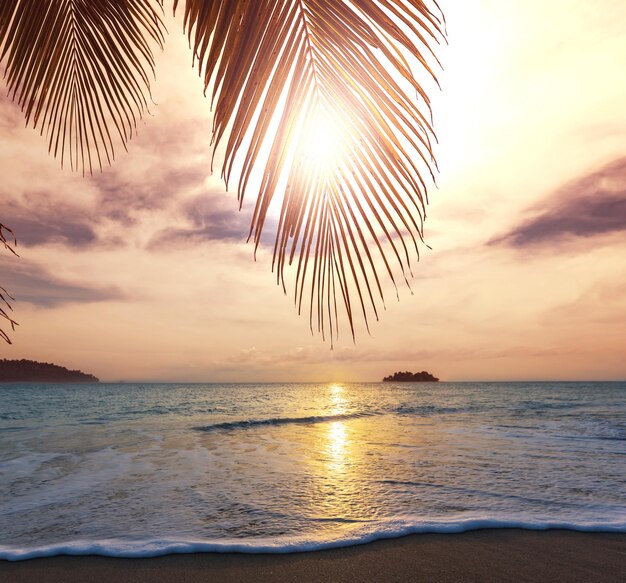 tropical beach
