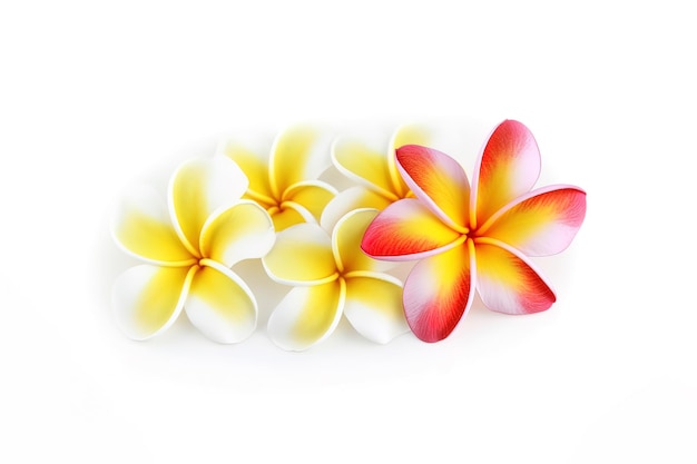 열 대 아름 다운 꽃 frangipani plumeria 꽃 흰색 배경에 고립