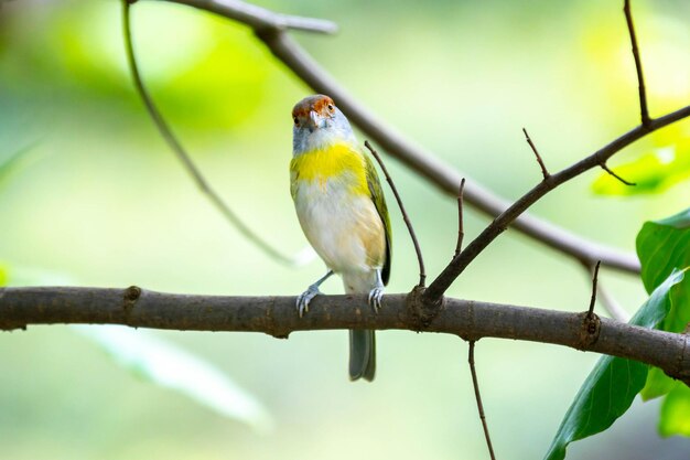 The tropical bird known as pitiguari Cyclarhis gujanensis in selective focus