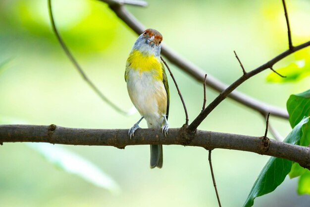 Foto l'uccello tropicale noto come pitiguari cyclarhis gujanensis in foco selettivo