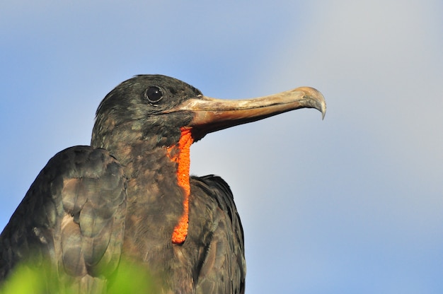 自然環境の中の熱帯の鳥