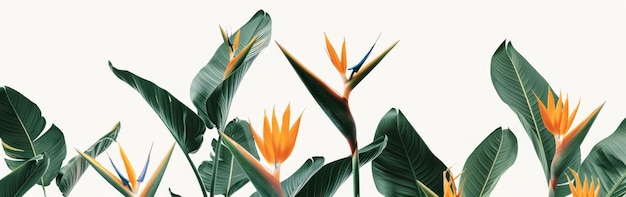 Photo tropical bird of paradise flowers on white background with stems and leaves exotic floral composition for nature and beauty concepts