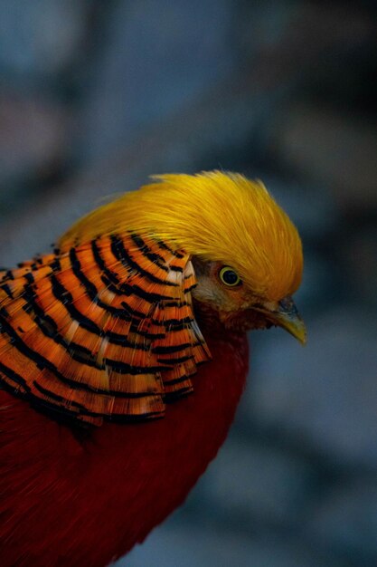 Photo tropical bird