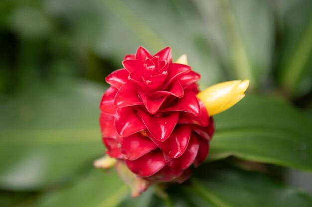 Photo tropical blossom pattern tropical flowers background red ginger plants awapuhi or hawaiian red