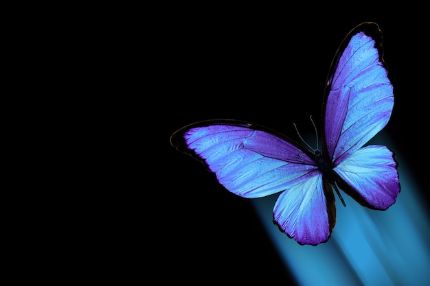 Tropical blue butterfly in flight isolated on black background.