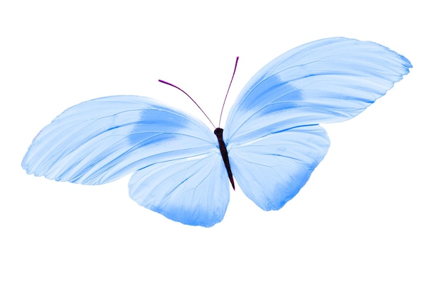 Tropical blue butterfly. isolated on white background