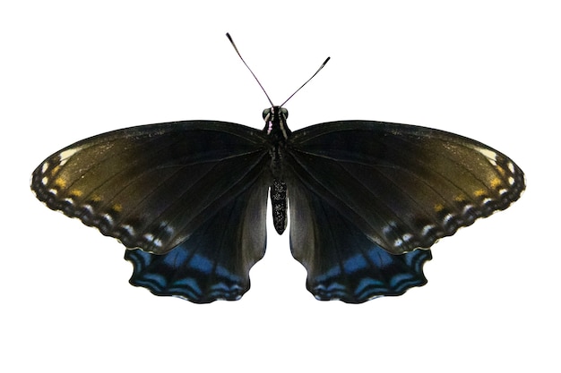 Farfalla blu tropicale isolata su bianco