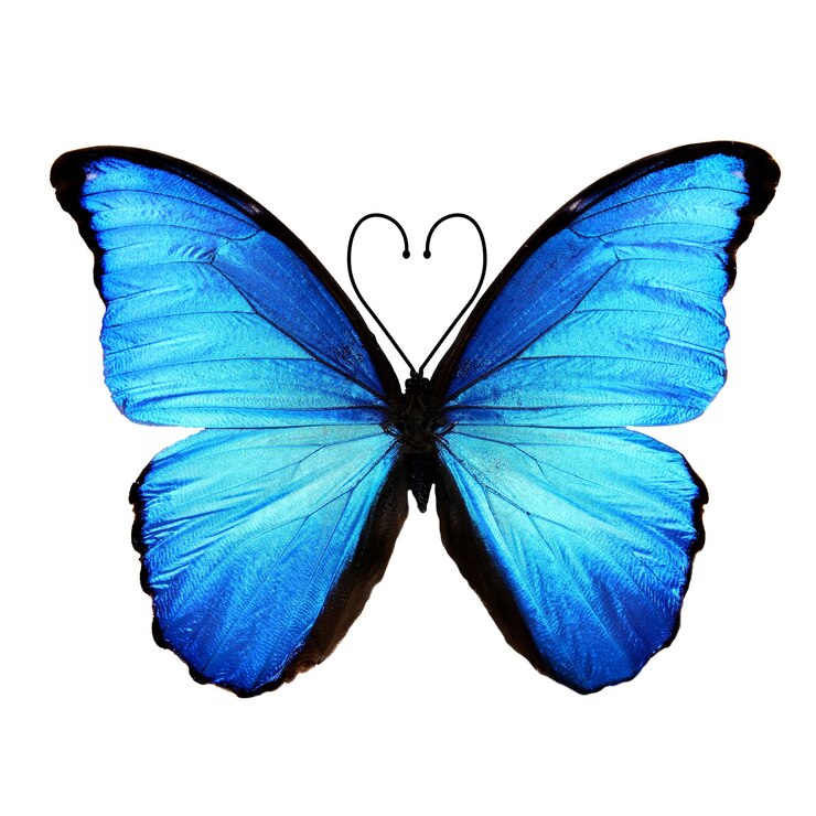 Photo tropical blue butterfly with a mustache in the form of a heart. isolated on white background
