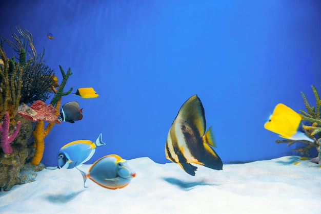 Tropical blue fish Acanthurus Leucosternon surgeonfish and angelfish in aquarium as nature underwater sea life background