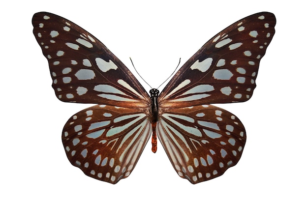 白い背景で隔離の熱帯茶色の蝶