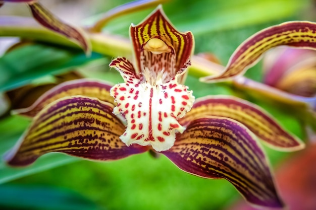 Photo tropical brown orchid