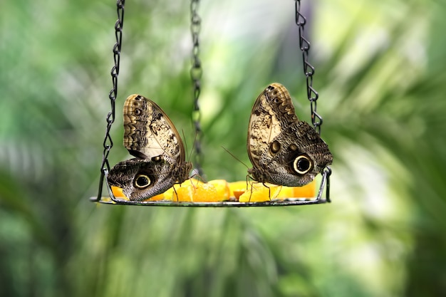 Tropical butterfly Caligo Atreus eating perched on orange slice. Feeding incects. wild nature creatures