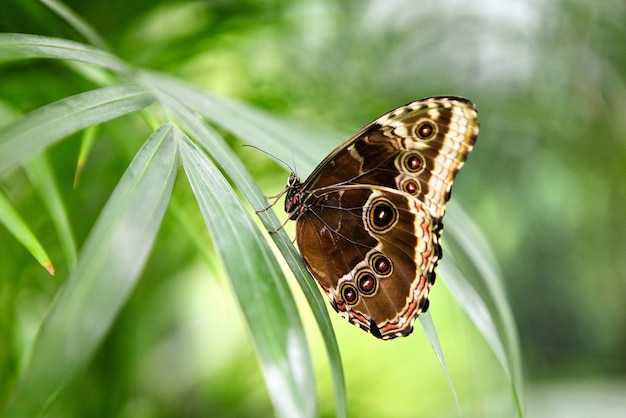 열대 나비 Caligo Atreus는 오렌지 조각에 자리 잡고 식사를 합니다. 곤충 먹이기. 야생의 자연