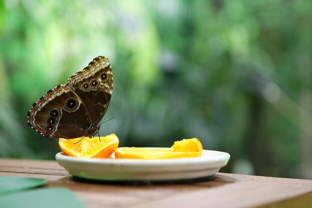 プレートのオレンジスライスの上に腰掛けて食べる熱帯蝶カリゴアトレウス。昆虫に餌をやる。野生の自然の生き物