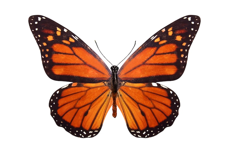 Photo 열대 나비 danaus plexippus. 흰색 배경에 고립