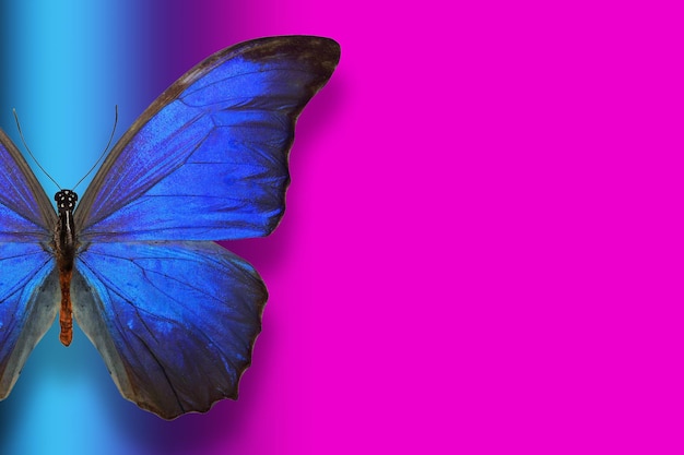 Тропическая бабочка на градиентном фоне