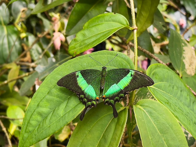 열대 나비 papilio palinurus는 녹색 잎에 앉아 있습니다.