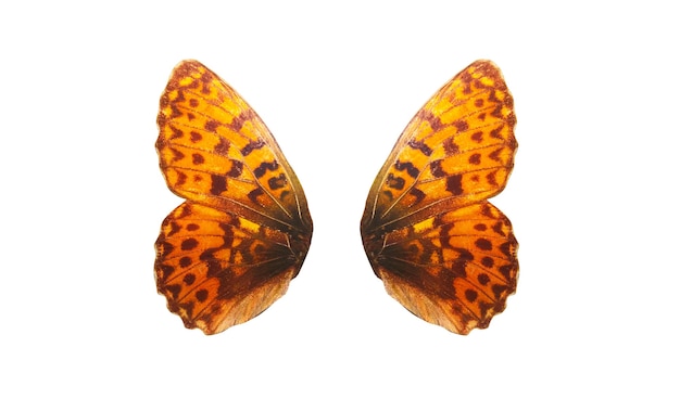Фото Крылья тропической бабочки, изолированные на белом фоне.