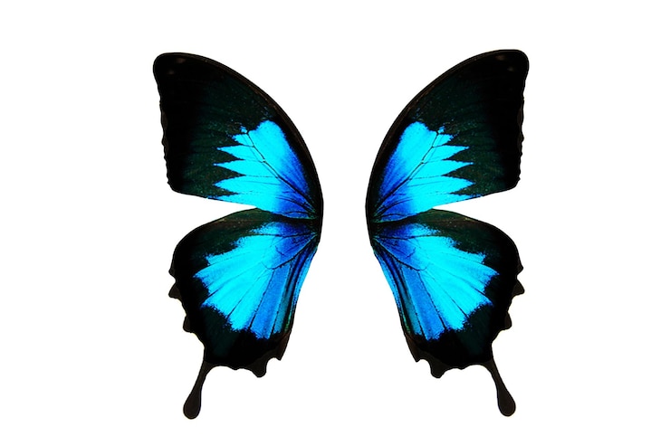 Photo tropical butterfly wings isolated on white background.