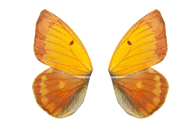 Tropical butterfly wings isolated on white background.