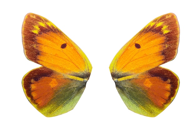 tropical butterfly wings isolated on white background.