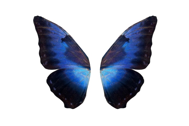 Tropical butterfly wings isolated on white background.