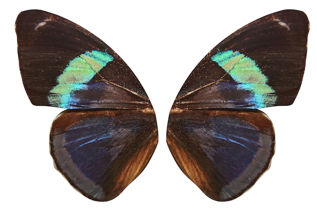 Крылья тропической бабочки, изолированные на белом фоне.