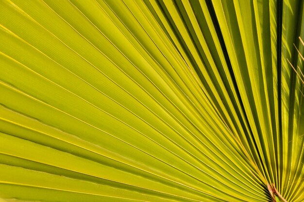 Tropical Canarian Green Palm Leaf Background in Summer