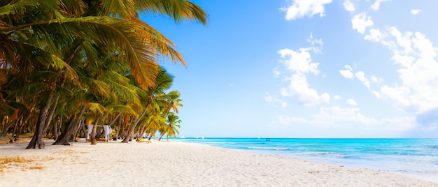 tropical Caribbean paradise beach with white sand and palms