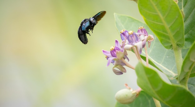 Photo a tropical carpenter bee xylocopa latipes attracts to the fragrance of the crown flowers